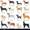 Contact us today if you have any questions about our breeders or puppies. 1