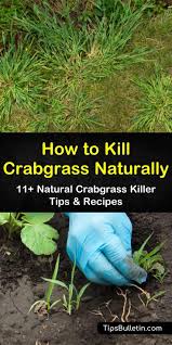 Selective herbicides kill crabgrass and not grass. 11 Natural Ways To Kill Crabgrass