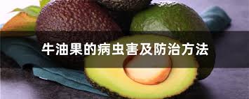 Definition from wiktionary, the free dictionary. ç‰›æ²¹æžœçš„ç—…è™«å®³åŠé˜²æ²»æ–¹æ³• èŠ±ç™¾ç§'