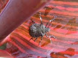 Kudzu bugs and stink bugs. How To Get Rid Of Stink Bugs In My House Hgtv