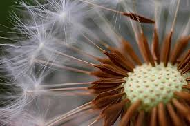 Check spelling or type a new query. Seed Dispersal Science Learning Hub