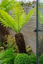 Image result for Dryopteris antarctica
