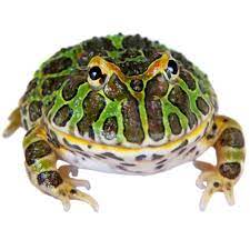 Get it as soon as tue, may 25. Pacman Frogs For Sale Ceratophrys Cranwelli Petco