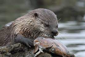 Nothing Found For 22 Otter Eating Fish Otters Baby Animals Image Of Fish