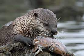 So, what do fish eat? Nothing Found For 22 Otter Eating Fish Otters Baby Animals River Otter