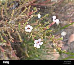 Image result for Jamesbrittenia carvalhoi