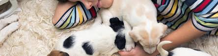 We are here to help you get ready for your new family member, as and as soon as you're ready to take the big plunge. Foster Pets Kansas Humane Society Animal Shelter