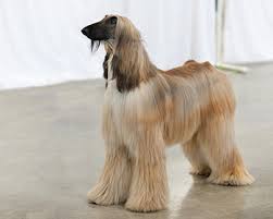 Maybe you would like to learn more about one of these? Csipet Gr Ratses