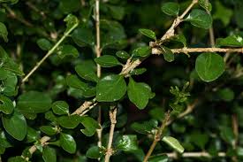 Image result for Coddia rudis