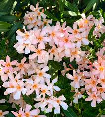 Image result for Nerium oleander