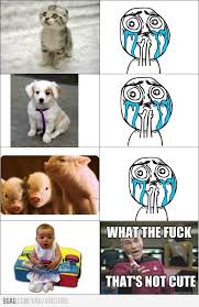 Comparing Between Animals And Babies Funny Animal Memes Baby Animals Funny Funny Cartoon Pictures