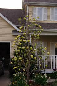 Image result for magnolie sunsation