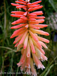 Image result for Kniphofia