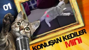 konusan kediler 4 en komik kedi videolari youtube