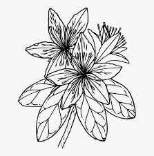 Cowboy night before christmas tells the story of two lonely cowboys huddled in a cold shack on christmas eve, visited by an old man needing help to harness longhorns to his. Flame Azalea Coloring Book Western Azalea Drawing Azalea Coloring Page Transparent Png 628x750 Free Download On Nicepng