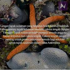 Watch official video, print or download text in pdf. Nak Fakta On Twitter Lengan Tapak Sulaiman Yg Terputus Boleh Tumbuh Kembali Nakfakta Nakbebel