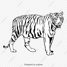 Hitam Dan Putih Harimau Seluruh Badan Seperti Bayang Haiwan Cahaya Png Dan Vektor Untuk Muat Turun Percuma Menggambar Harimau Kartun Gambar Hewan