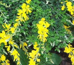 Image result for Genista