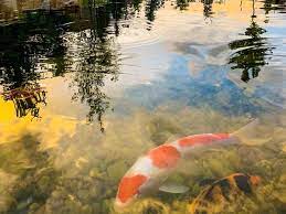 Use 3 rigid pipe from drain to sieve. How Many Koi Should You Have In Your Pond Per Gallon