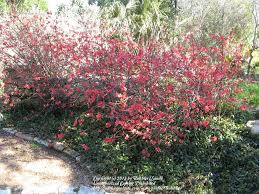 Photo of a lot of beautiful flowers salvia coccinea in the garden. Photo Of The Entire Plant Of Flowering Quince Chaenomeles Texas Scarlet Posted By Bubbles Garden Org