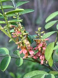 Image result for Indigofera kirkii