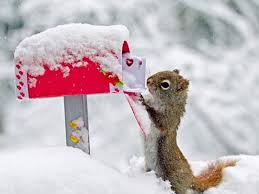 Here you can find the best christmas animal wallpapers uploaded by our community. Christmas Animals Wallpaper Hd 800x600 Download Hd Wallpaper Wallpapertip