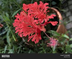 Photo closeup fringed hibiscus or japanese lantern (scientific name schizopetalus) the flowers are red fresh and bloom. can be used for personal and commercial purposes according to the. Fringed Rosemallow Image Photo Free Trial Bigstock
