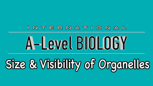 We did not find results for: A Level Biology Size And Visibility Of Organelles Youtube