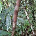 Image result for Cnestis polyphylla