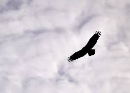 Gambar buku hitam putih enje batik unduh gambar gambar gratis yang menakjubkan tentang buku terbuka untuk digunakan gratis tidak ada atribut yang di perlukan transparan hitam dan putih gambar terkait buku terbuka halaman sastra membaca 531 gambar gambar gratis dari buku. Hewan Condor Sayap Biru Hitam Ungu Penerbangan Awan Piqsels