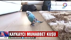 Kaykay Meraklisi Muhabbet Kusu Boncuk Un Afacanliklari Muhabbet Kuslari Kaykay Boncuk