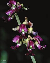 Image result for Millettia makondensis