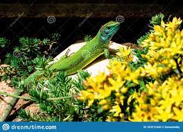European Green Lizard Lacerta Viridis Sunbathing in the Garden Surrounded  by Flowers Stock Photo - Image of outdoors, light: 183212440