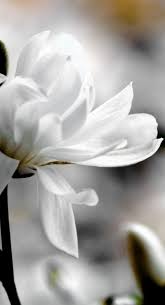 Magnolia White Flowers Love Flowers Magnolia Flower