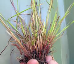 Image result for Xyris schliebenii