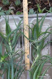 Image result for Aloe arborescens × inyangensis