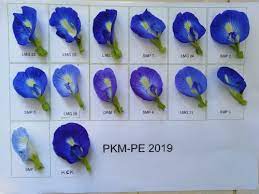 In india, it is revered as a holy flower, used in daily puja rituals. Selain Mengobati Sakit Mata Bunga Telang Berpotensi Sebagai Bahan Baku Pewarna Alami Malangtimes