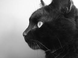 The Spiritual Meaning Of Seeing A Black Cat Varies From Culture To Culture Cats Have Been Living With Humans For Centurie Spirit Animal Black Cat Meaning Cats