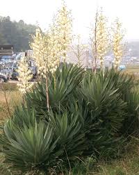 Image result for Yucca gloriosa