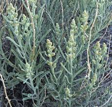Image result for Atriplex