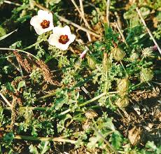 Image result for Hibiscus tridactylites