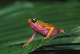 Thomas Marent The Atelope Jaunatre Is A Species Of Toad In The Bufonidae Family It Is Endemic To French Guiana Toad Animals Frog And Toad