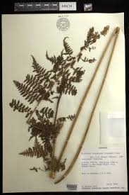 Image result for Hypolepis sparsisora