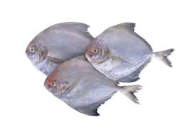 Apalagi karena fisik di tanahnya yang berwarna merah. 10 Manfaat Ikan Bawal Baik Untuk Kesehatan Keluarga Nih Moms