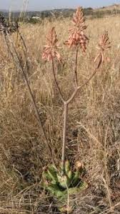 Image result for Aloe cameronii × greatheadii