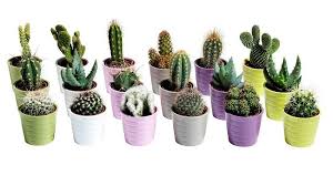 Si no deseas esperar demasiado, puedes adquirir macetas con los cactus en viveros y darles los cuidados necesarios para que pueda mantenerse. Macetas Para Cactus
