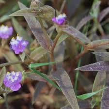 Image result for Cyanotis lanata