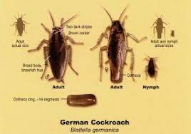 Buy 99% orthoboric acid, 1% drying agent from home depot…called hot shot. Do It Yourself German Roach Treatment Aztec Organic Pest Control