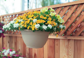 Even perennial plants that grow back year after year will need to be replaced or significantly pruned in order to continue growing in a hanging basket after one season. An Easy Care Guide For Luscious Hanging Basket Flowers Garden Therapy