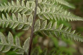 Image result for Pityrogramma calomelanos